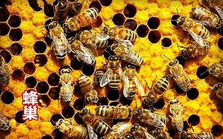 蜜蜂爆料成果怎么做的视频,轻松打造吸睛短视频  第2张